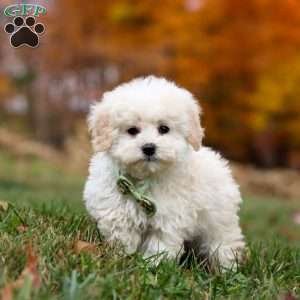 Teddy, Toy Poodle Puppy